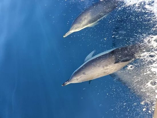 SFT Skiathos Fishing Trips