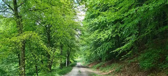 Queen Elizabeth Country Park