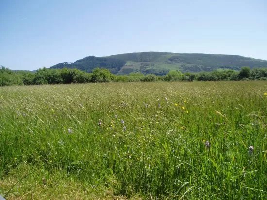 MWT Close Sartfield Nature Reserve