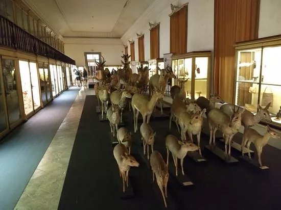 Museu de Zoologia