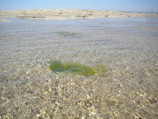 Armona Island