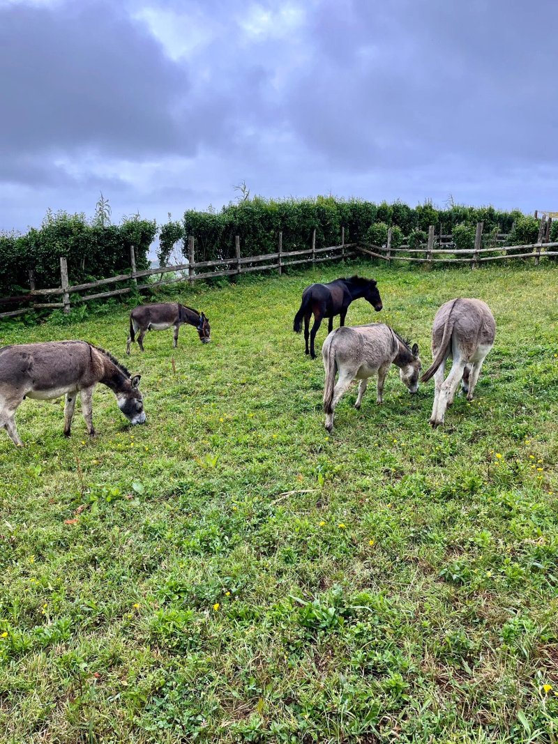 Donkeys & Friends