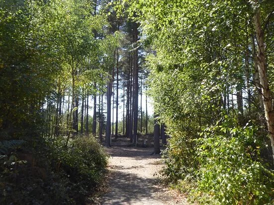 RSPB Farnham Heath
