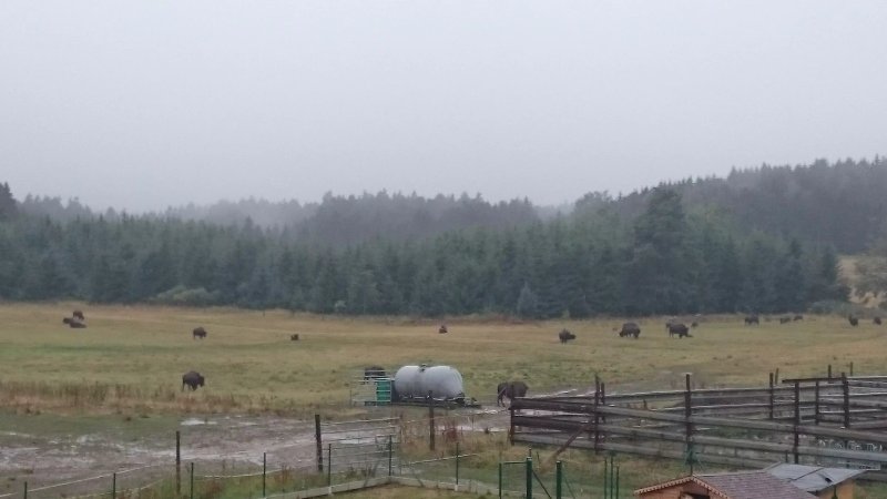 Bison Ranch