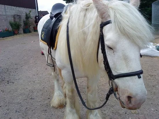High Cross Equestrian Centre