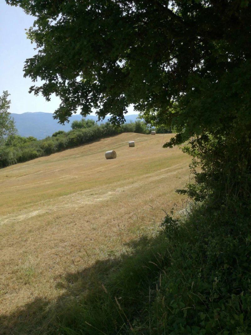 B&B Vista Casentino