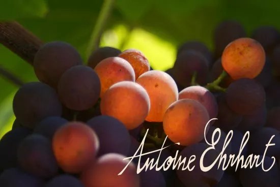 Vins d'Alsace Antoine Ehrhart