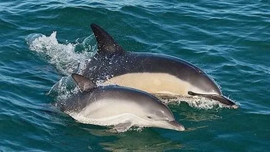 Shearwater Safaris