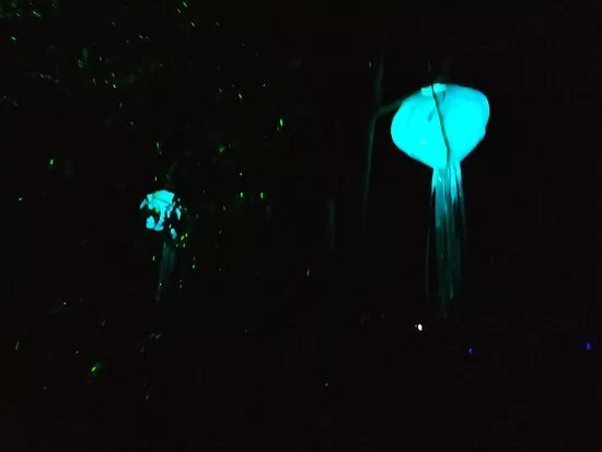 Oceana Lumina