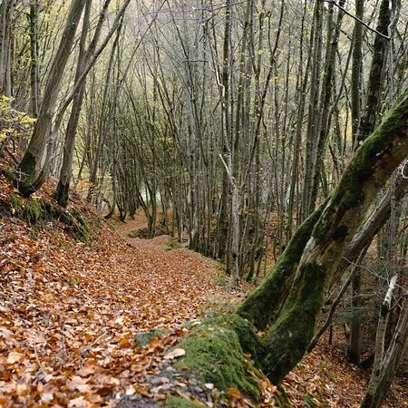 Waldretter-Trail