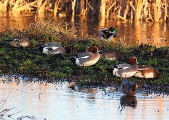 RSPB Greylake