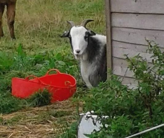 Elmet Alpaca Trekking and Tearoom