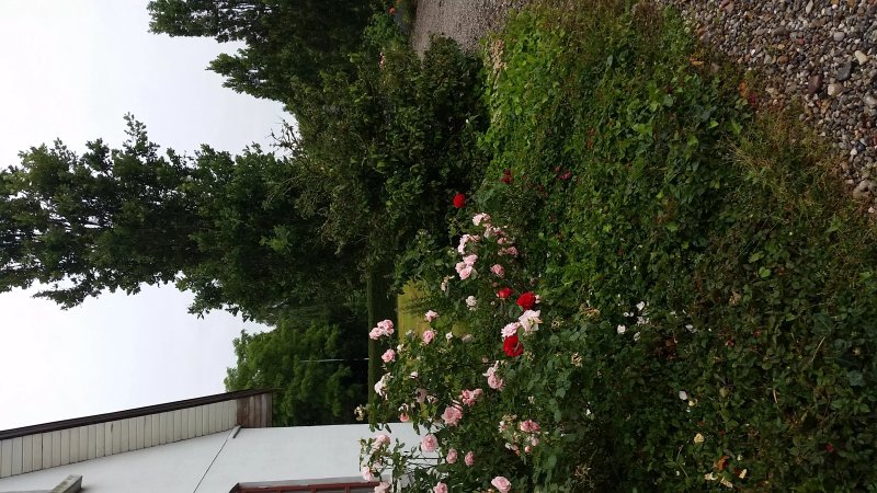 Bergman bed and breakfast