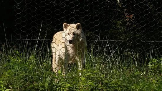 Wolfspark Werner Freund