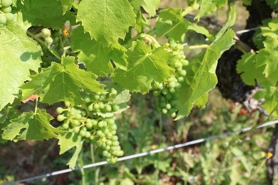 Warden Abbey Vineyard
