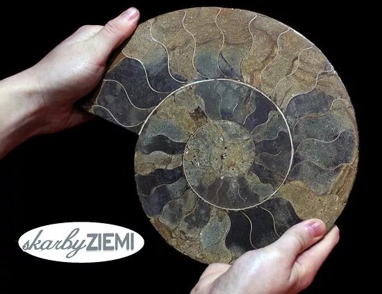 Treasures of the Earth / Mineral Museum