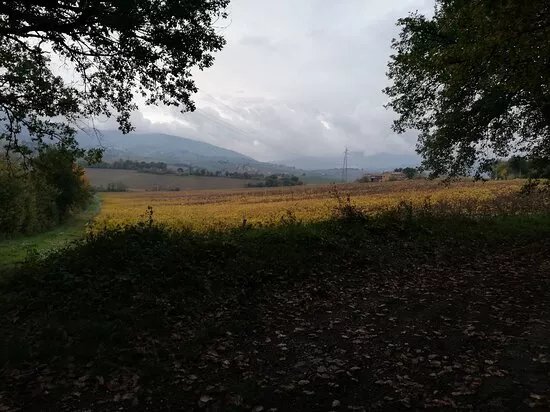 Azienda Vinicola Tenuta Piano Di Rustano