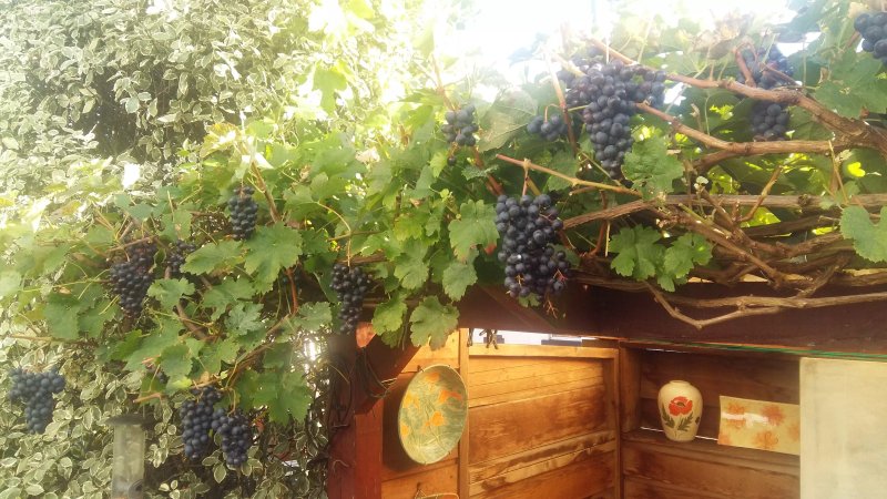 The Vinery Paignton