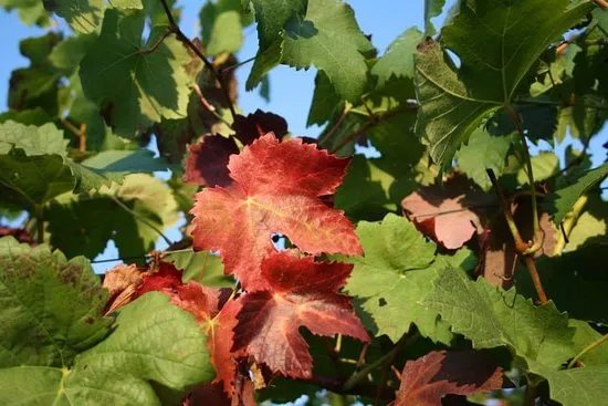 Il Girapoggio S.S. Vino Collina Torinese DOC