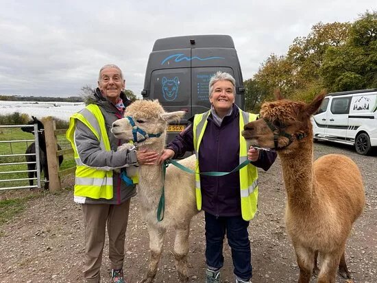 Knightley Alpaca Trekking