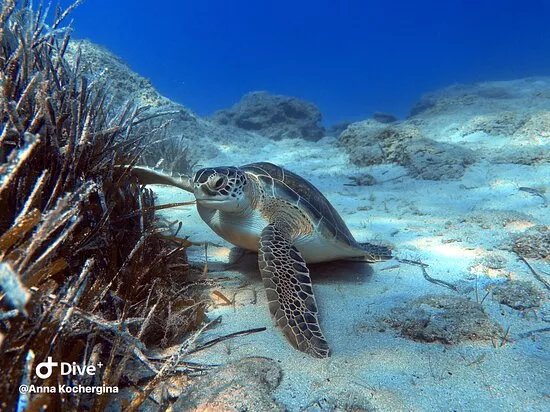 Undersea World Scuba Diving