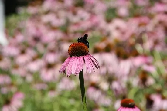 Maravel Garden