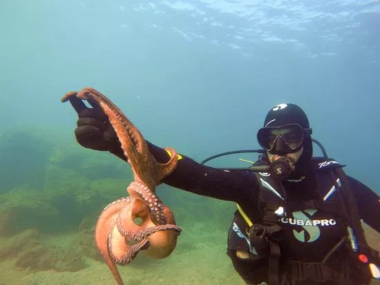 Go Scuba Diving