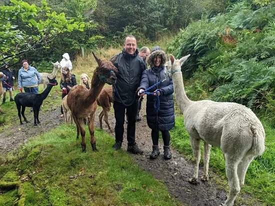 Poppywood Alpacas