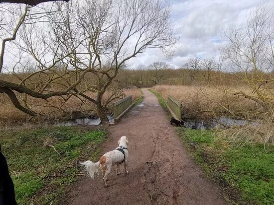 Bonnetts Wood