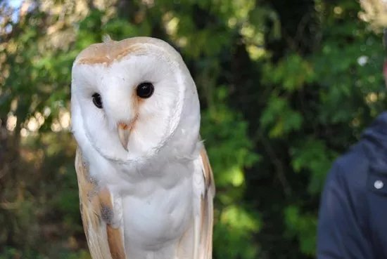 Killarney Falconry