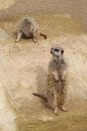 Exotic Pet Refuge
