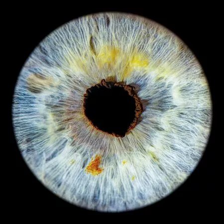 Iris-fotografie-Nurnberg