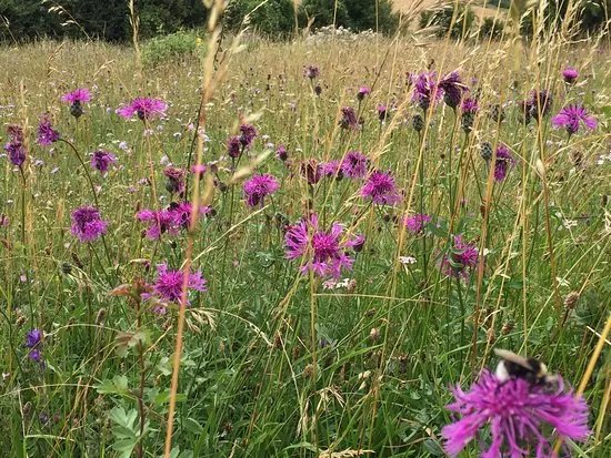 The Sharpenhoe Clappers