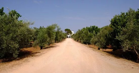 Azienda Agricola Melillo