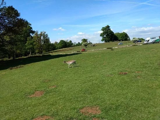 Knole Park