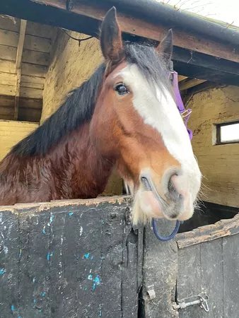 Warwick International School Of Riding