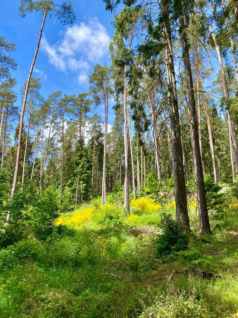 Campingplatz Neudahner Weiher
