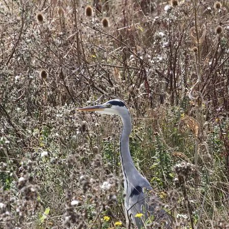 Hersey Nature Reserve
