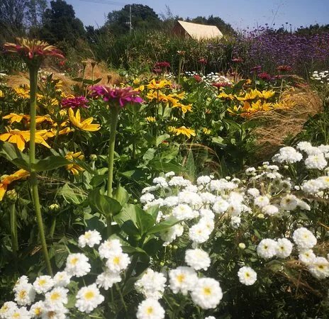 New Forest Lavender Gardens