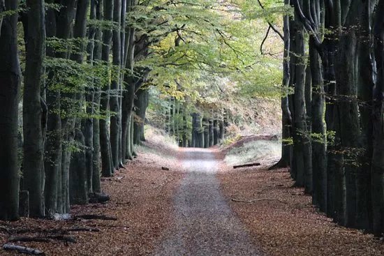 Natuurmonumenten-route Planken Wambuis