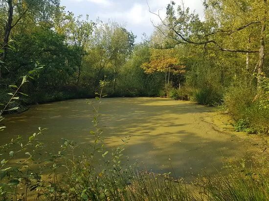 Morley Brickyards Nature Reserve