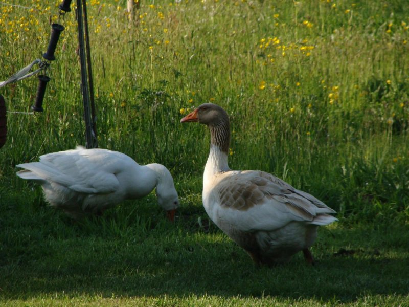 Bauernhof Greussing Ursula und Elmar