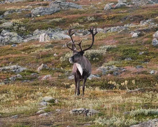 Roam Lapland