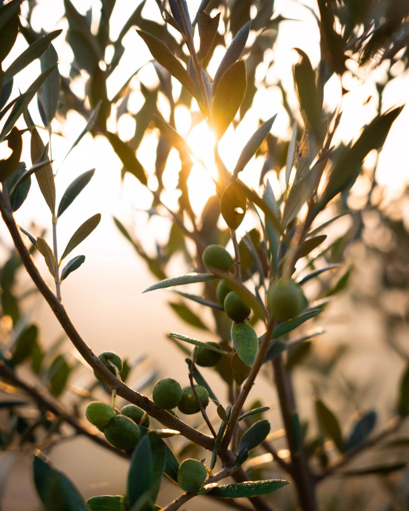 Zanotelli - Fontclara Olive oil