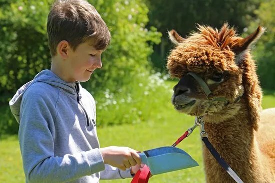 The Alpaca Centre at JandJ Alpacas
