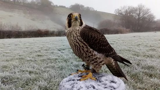 Carmarthenshire Falconry