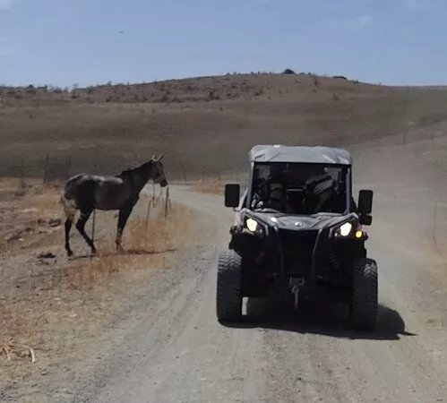 Buggy Andalucia Family
