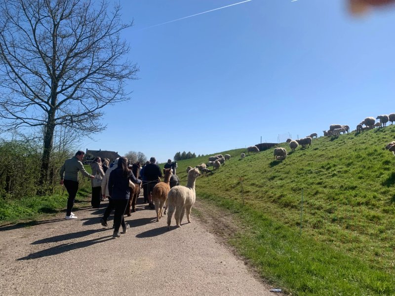 Alpacfarm Las Filas