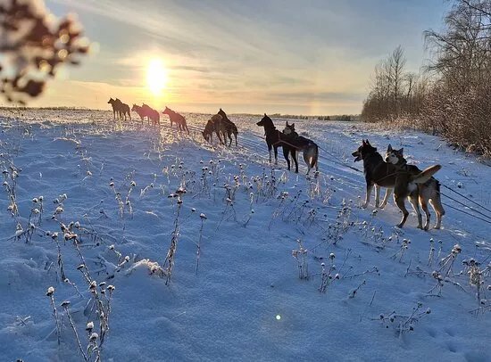 Sleddog Tour Estonia