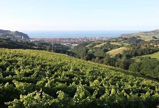 Txakoli Mokoroa